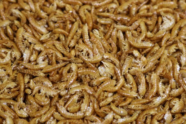 Dried Tansui River Shrimps - Image 3